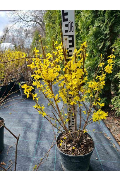 Форзиція середня Лінвуд - 5л/вис.60-90см/Ø35-45см